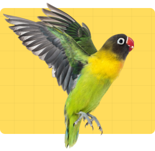 berd_pets