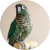 birdavtar