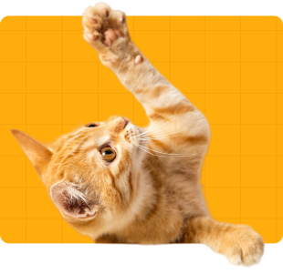 cat_pets