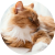 catavtar