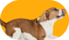 dog_head