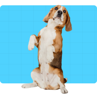 dog_pets