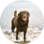 dogavtar