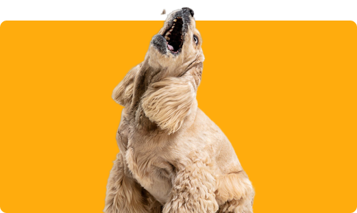 love-emoji_pet