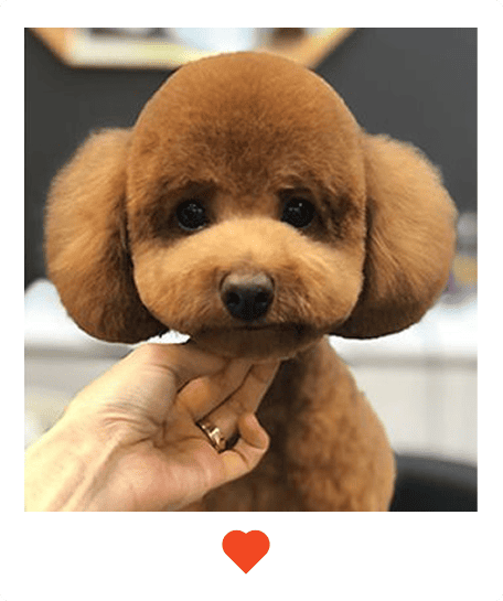 master-groomer