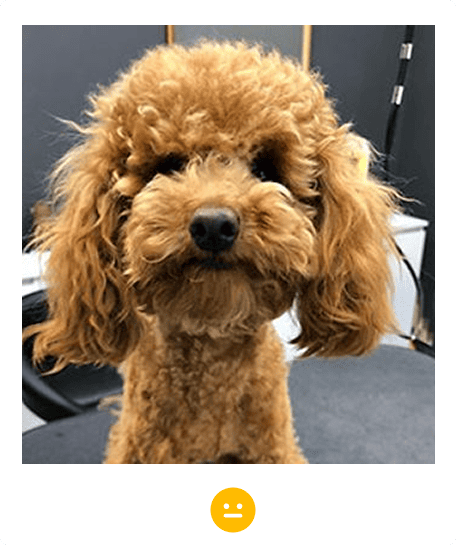master-groomer