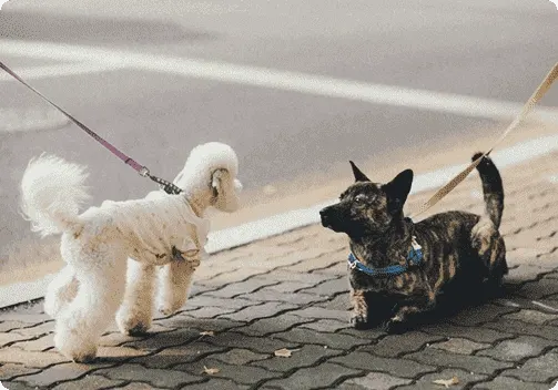 whypet
